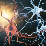 Autofagia en neuroinflamación y enfermedades oncohematológicas