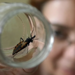Biología reproductiva e inmunidad de insectos