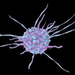 Células Presentadoras de Antígeno como Reguladoras de la Respuesta Inmune Innata y Adaptativa