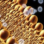 Inflamación y metabolismo lipídico