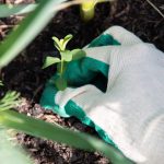 Transferencia de contaminantes ambientales hacia alimentos. Estudios de fitorremediación