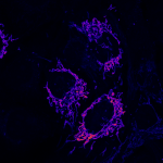 Biología Celular y Molecular de la homeostasis y diferenciación celular